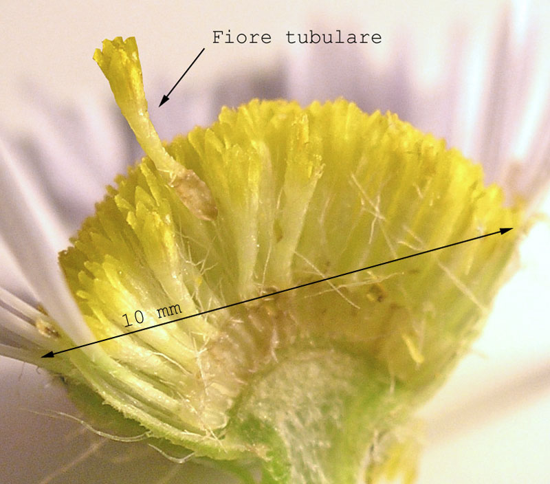 Composite: fiori tubulari...fammi vedere un po''...